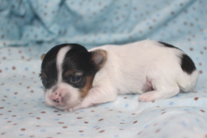 1 Rutt 7.2 oz 2W3D (6) – TLC Puppy Love