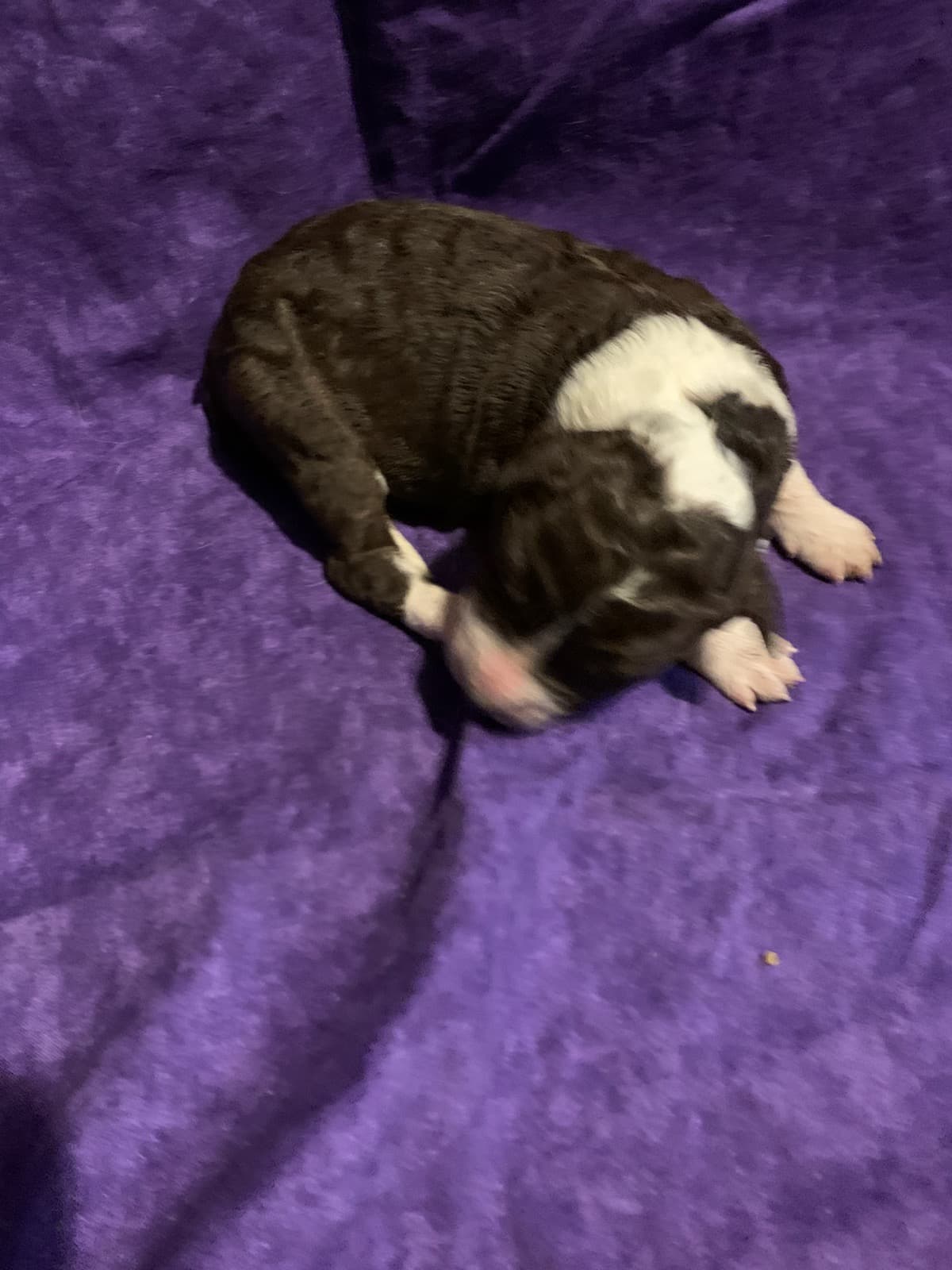 America 2 TLC Puppy Love