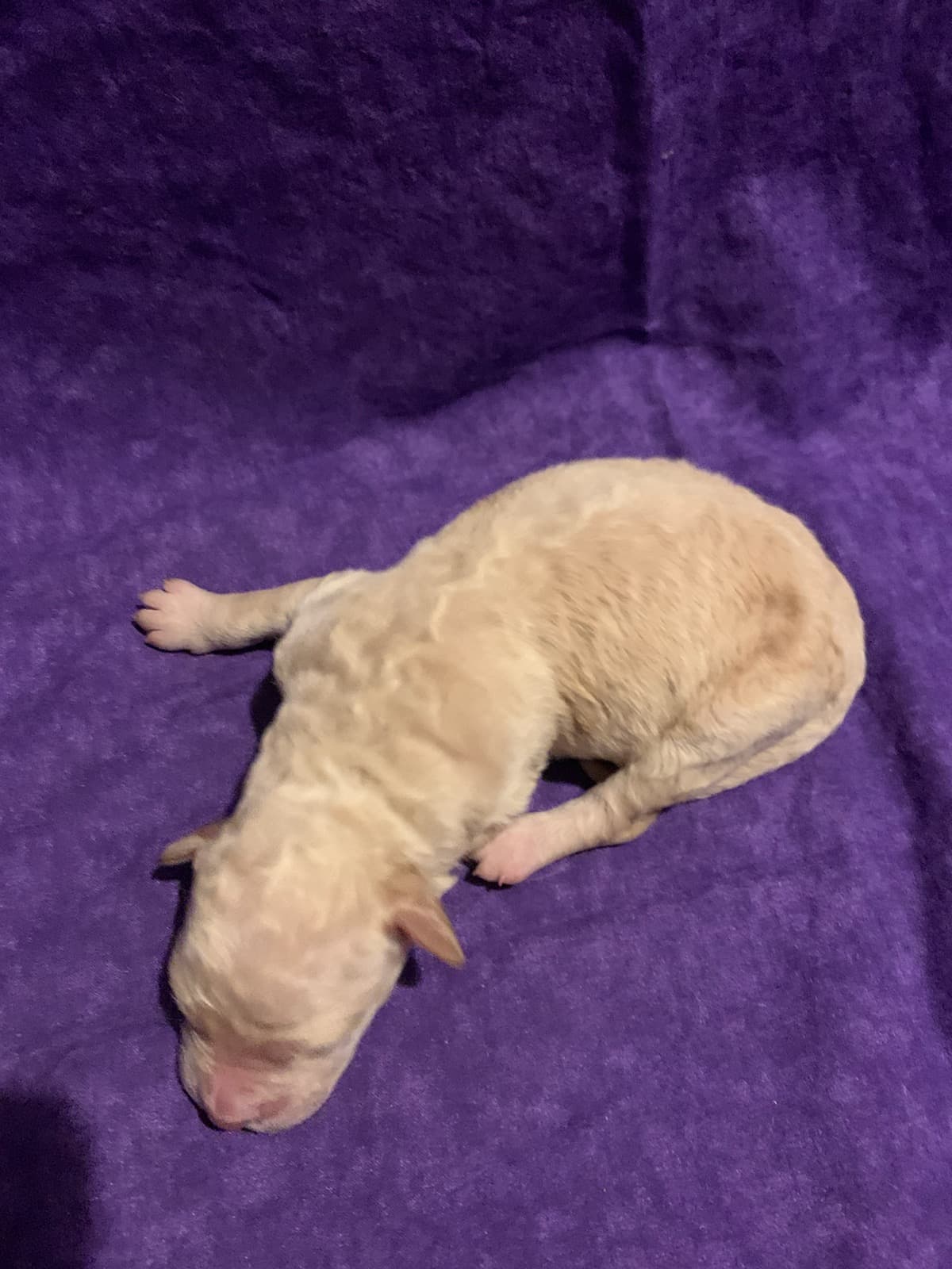 Liberty 2 TLC Puppy Love