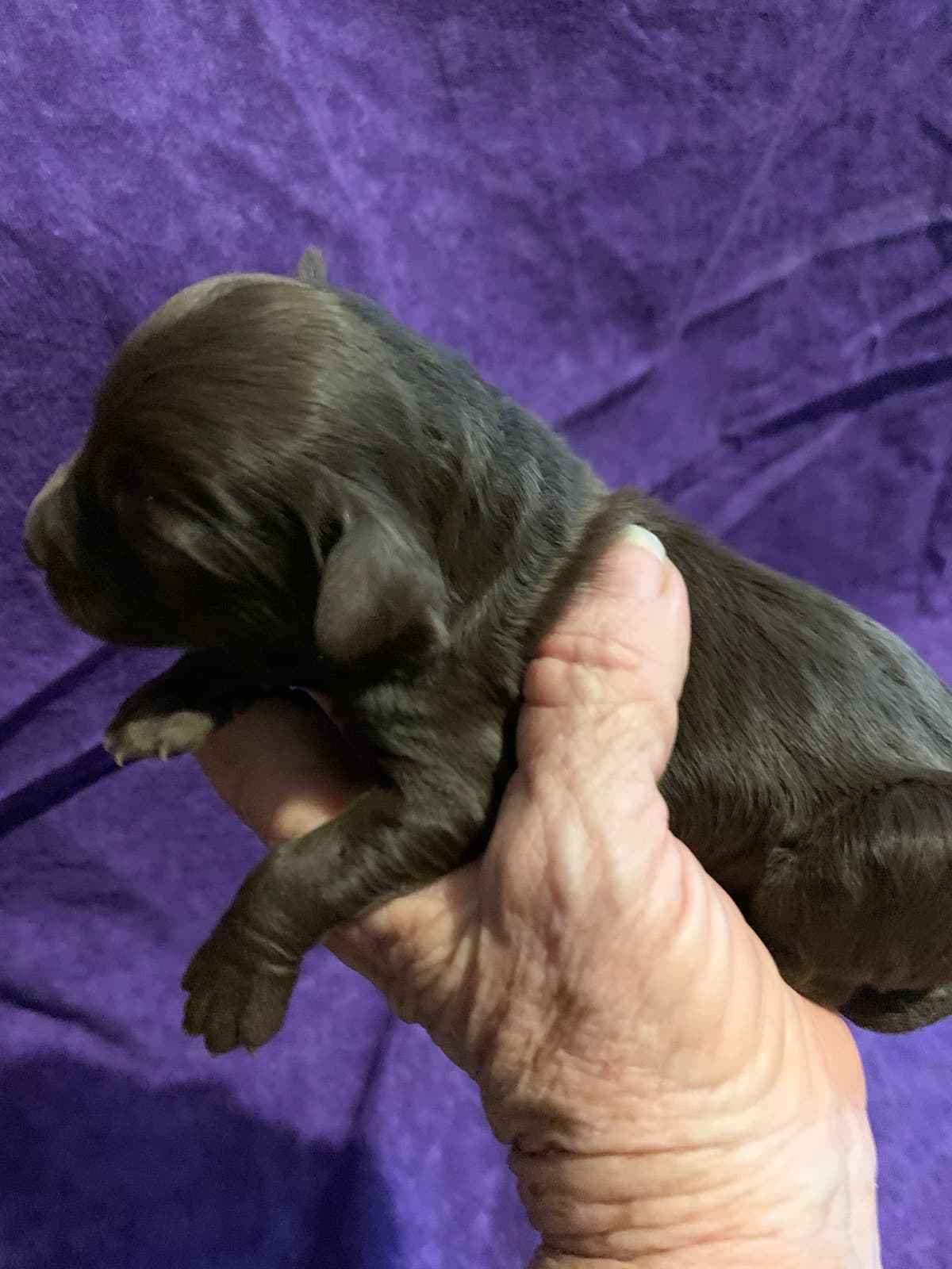 Patriot 1 TLC Puppy Love