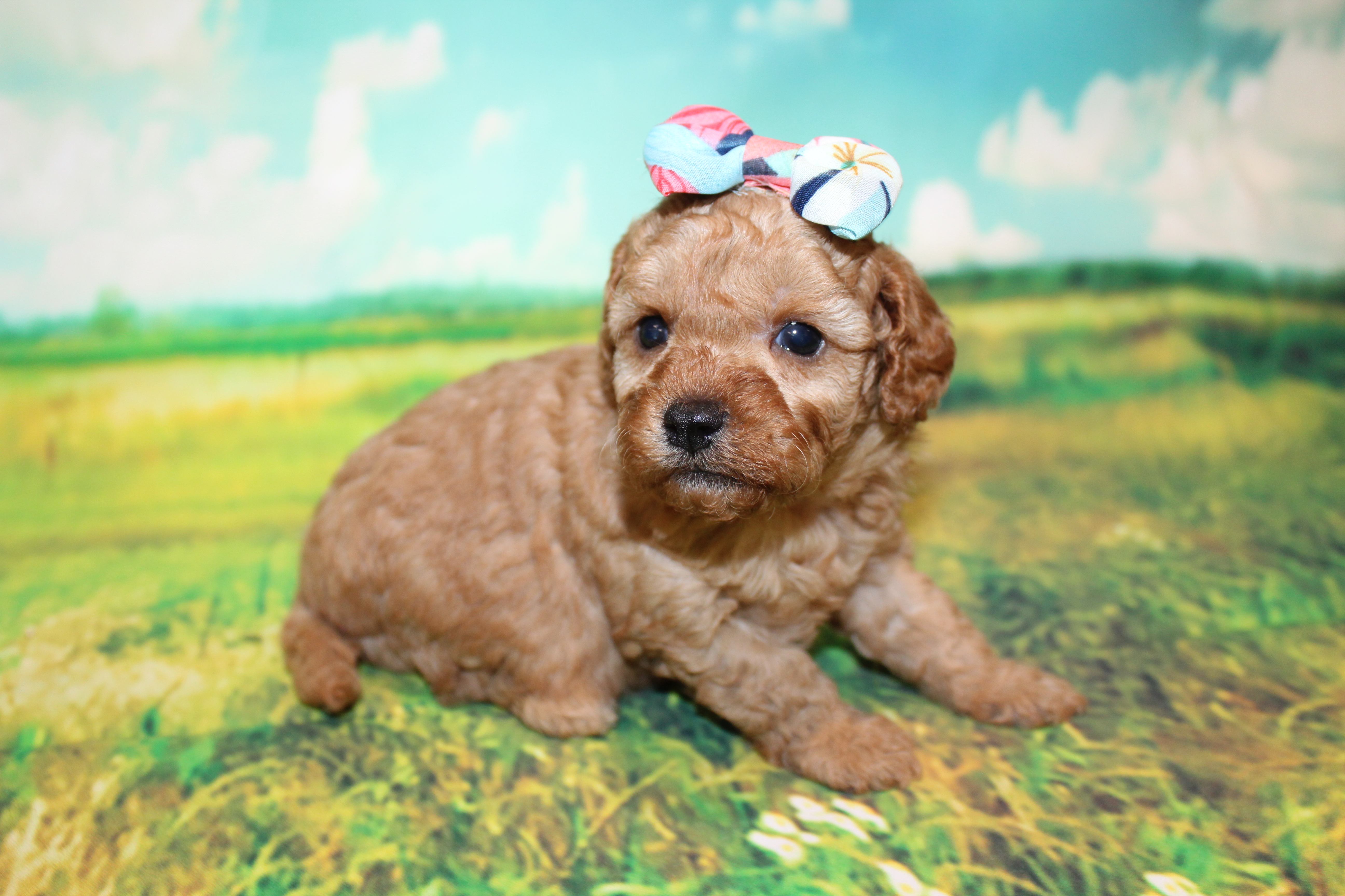 Has Deposit! Belle Female Cavapoo With A Lifetime of Memories! – TLC ...