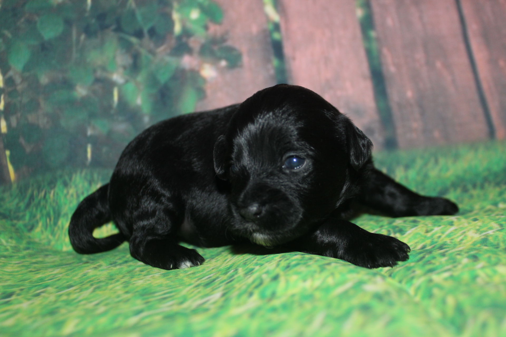 5 Windy 1lb 2oz (5) TLC Puppy Love