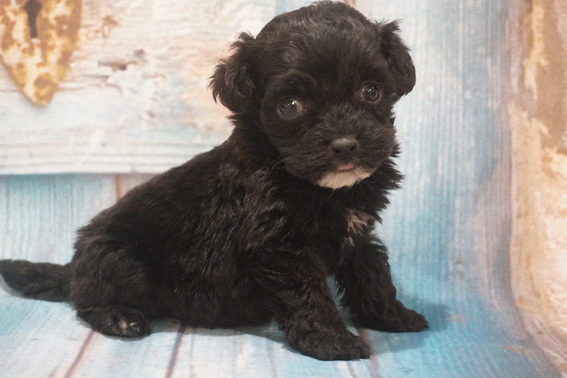 David Male CKC Cockapoo Ready 10-9 SOLD 12oz 4W 3D Old – TLC Puppy Love