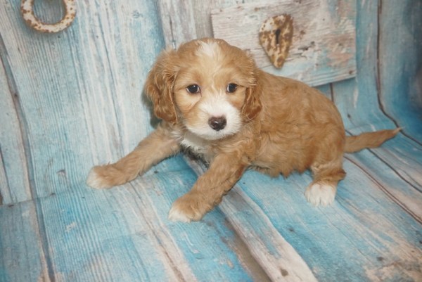 Cockapoo Puppies – TLC Puppy Love