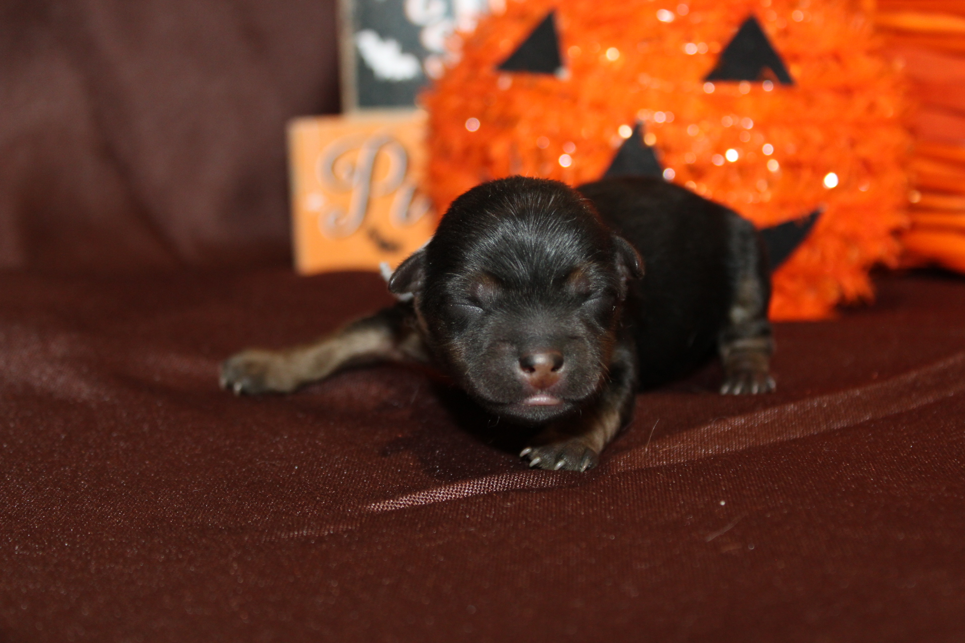 1 Charlie Brown 5oz JUST BORN (22) TLC Puppy Love