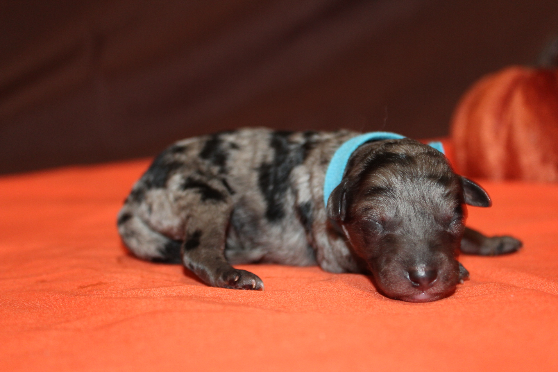 1 Lemonade 7oz 1Day Old (12) TLC Puppy Love