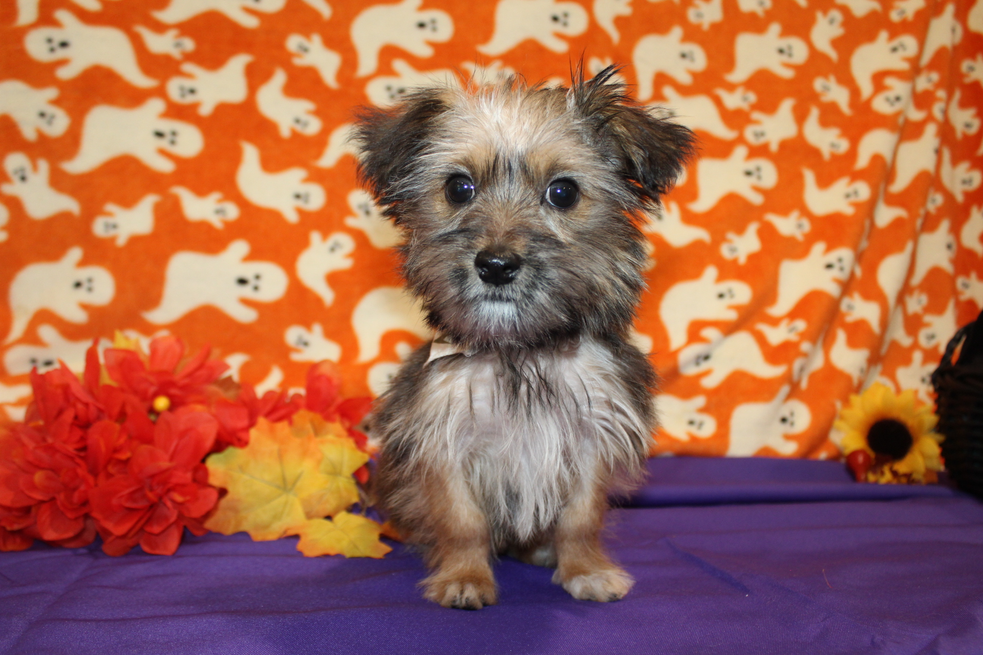 2 Watson 3Lb 5oz 15Wks Old (75) TLC Puppy Love