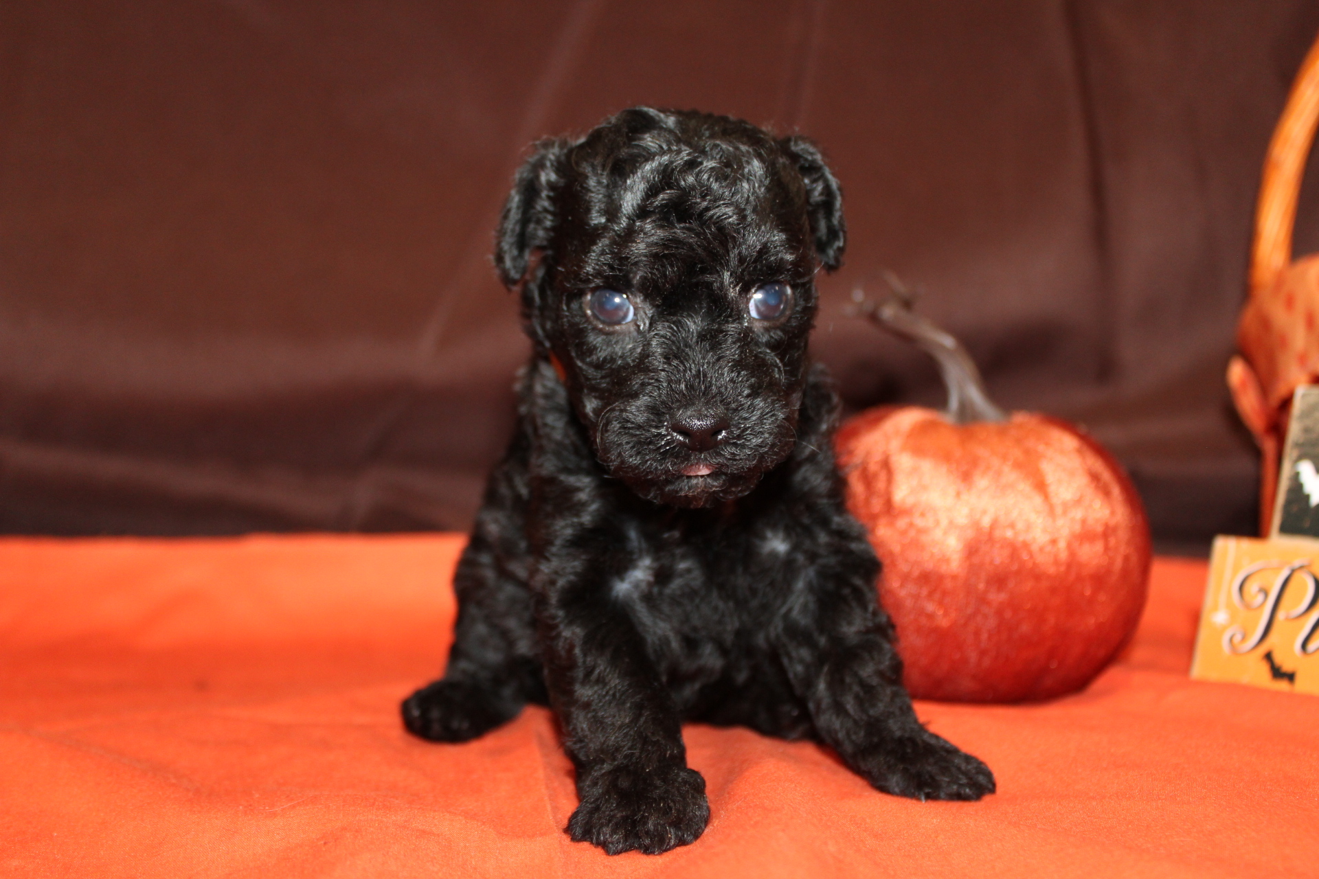 5 Coal 1Lb 2oz 4W4D Old (43) TLC Puppy Love