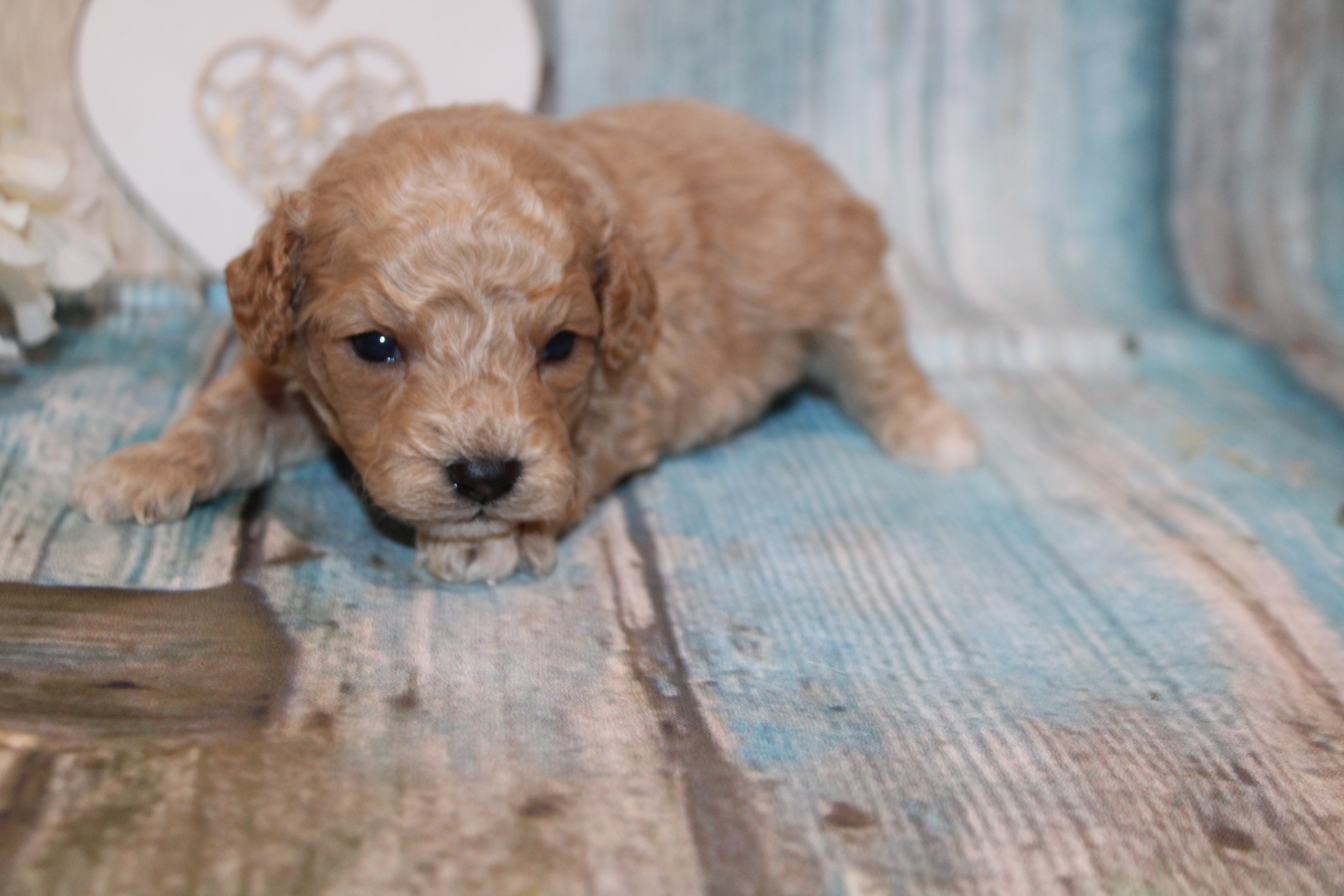 2 Dasher 14oz 3 Weeks Old (27) – TLC Puppy Love