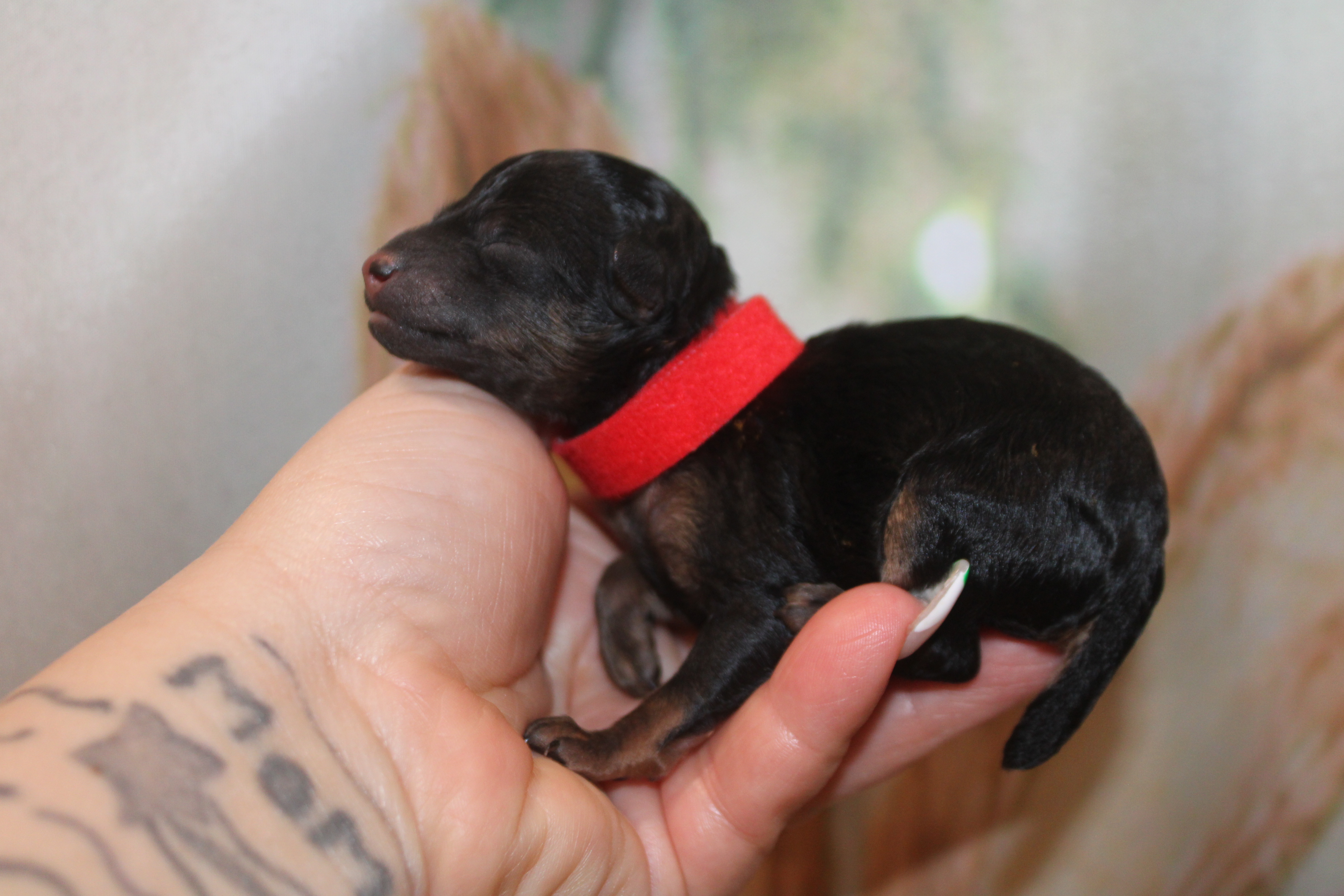 4 Inky 4oz 1 Day Old (7) – TLC Puppy Love