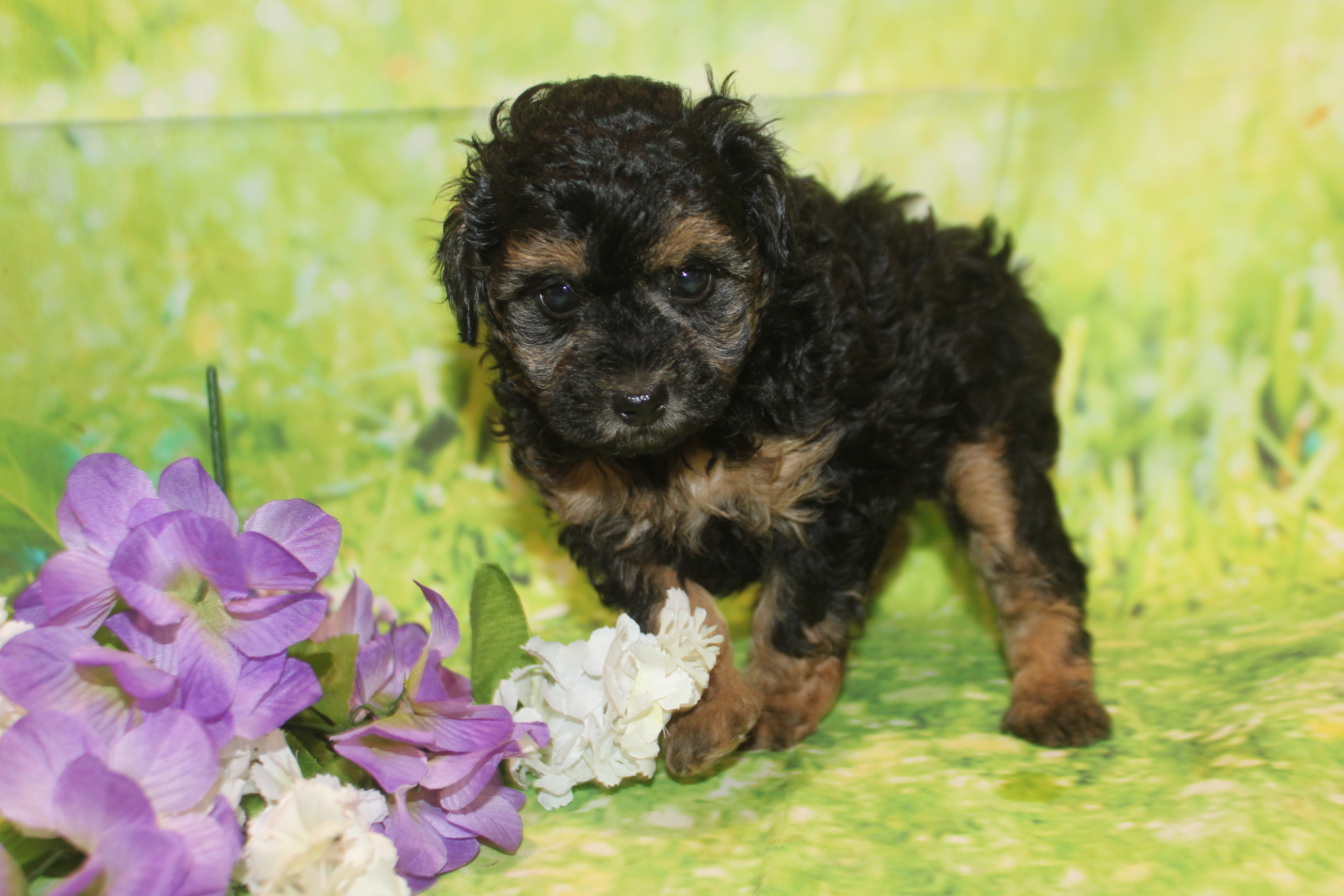 4 Inky 2Lb 2oz 6 Weeks Old (34) – TLC Puppy Love