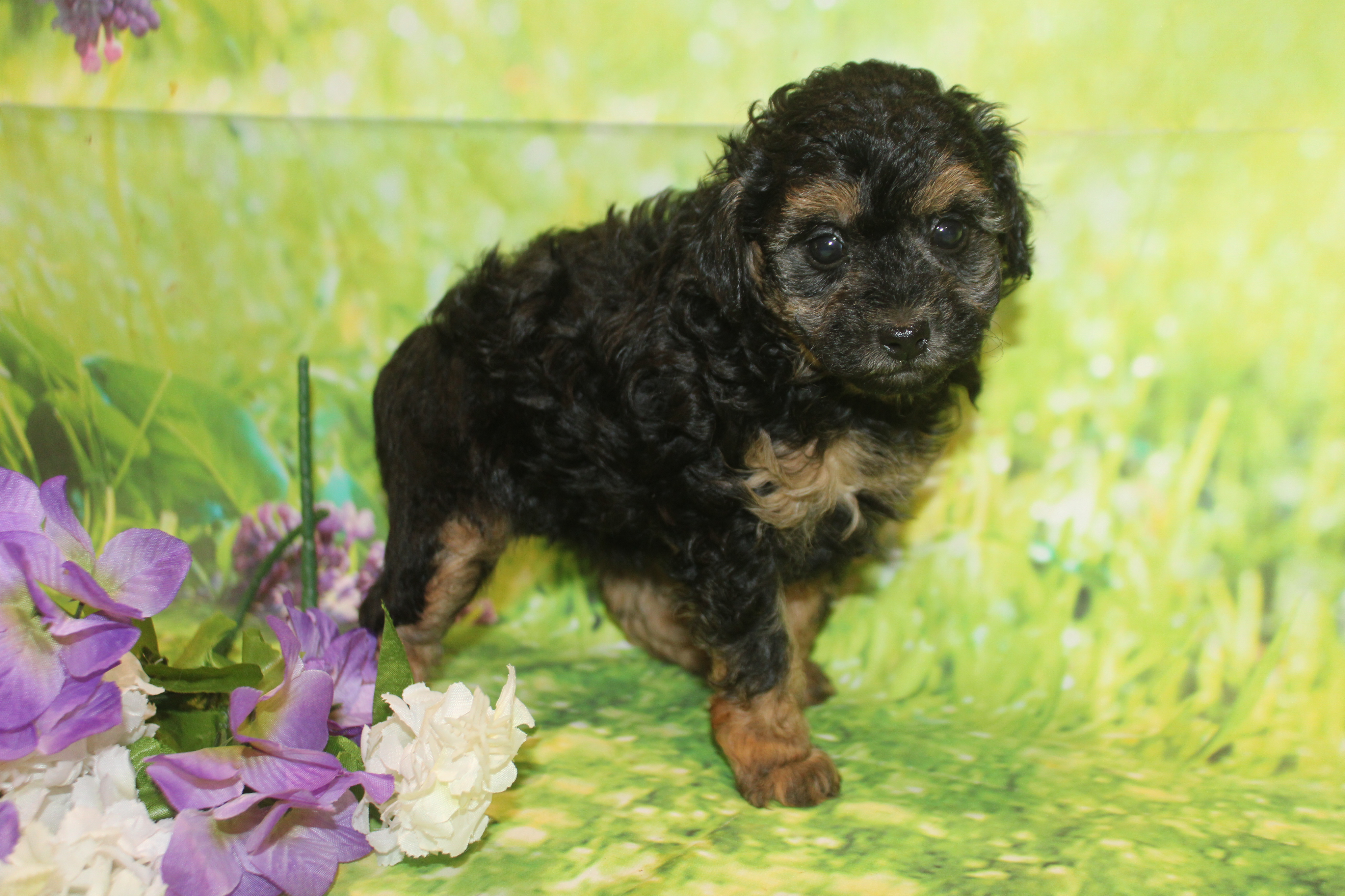5 Inky 2Lb 2oz 6 Weeks Old (33) – TLC Puppy Love