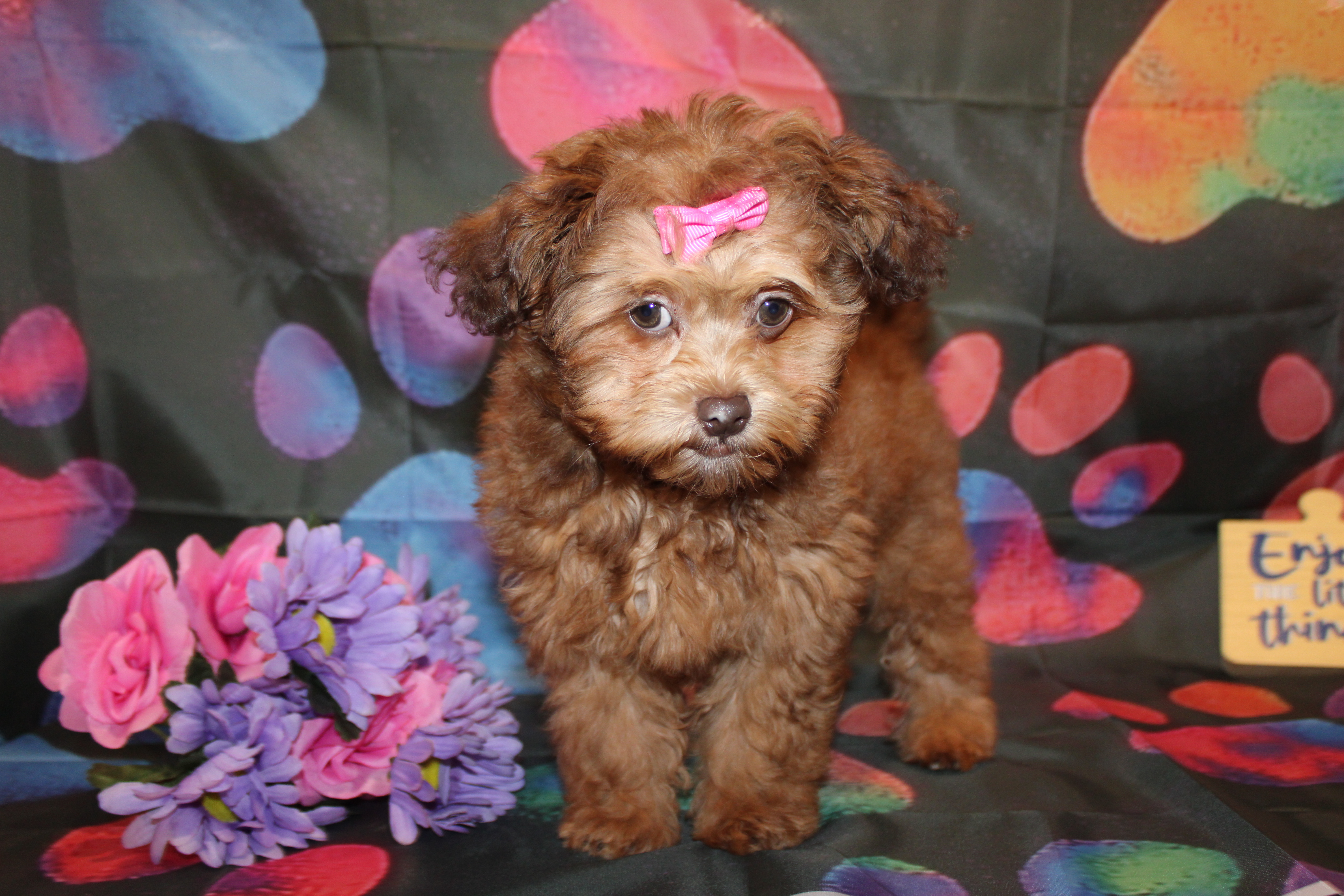 2 Praline 4Lb 5oz 13W5D Old (69) – TLC Puppy Love