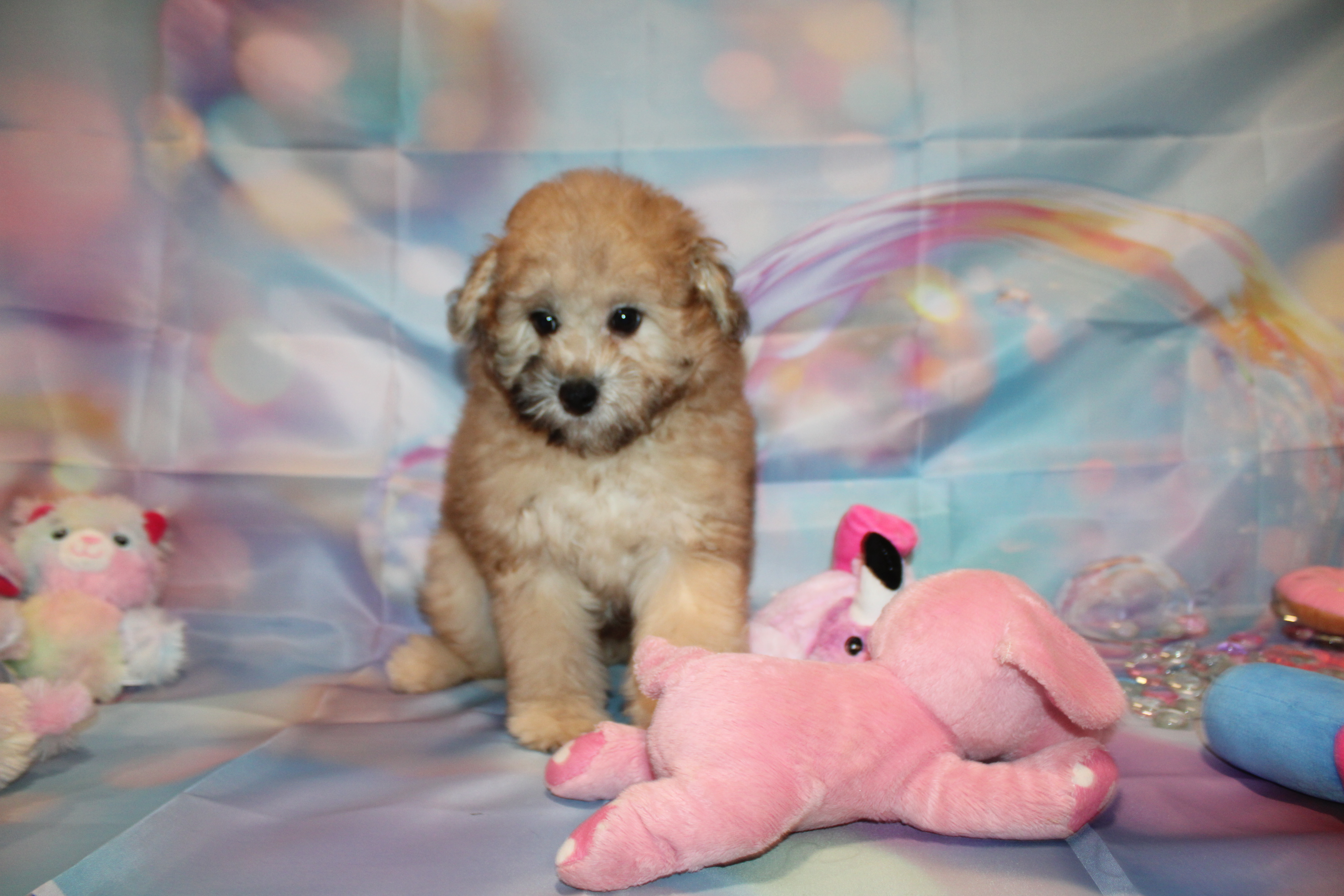 2 Roadblock 5Lb 6oz 11W3D Old (128) – TLC Puppy Love