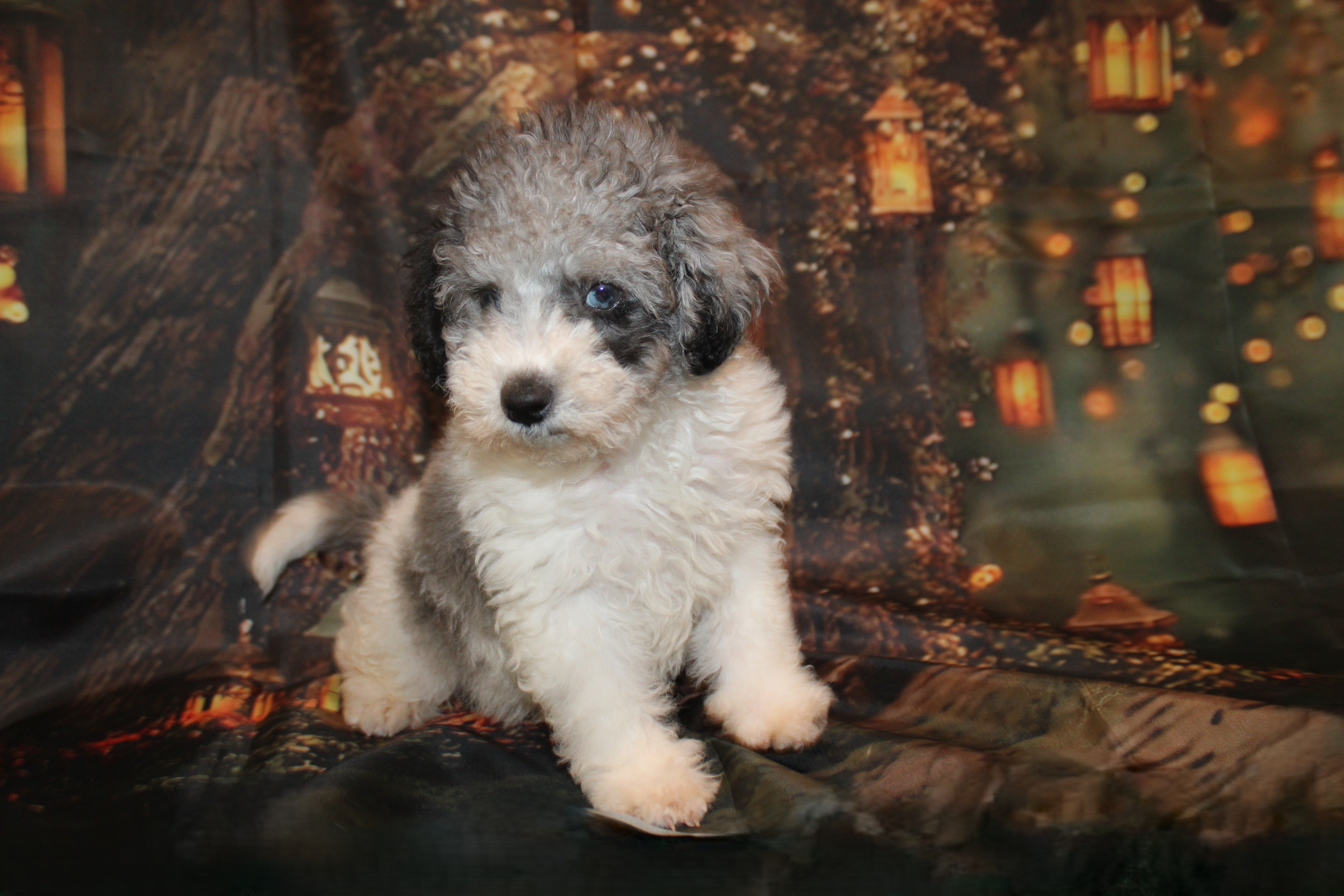 1 Hashtag M 3Lb 8oz 9W1D Old (185) – TLC Puppy Love