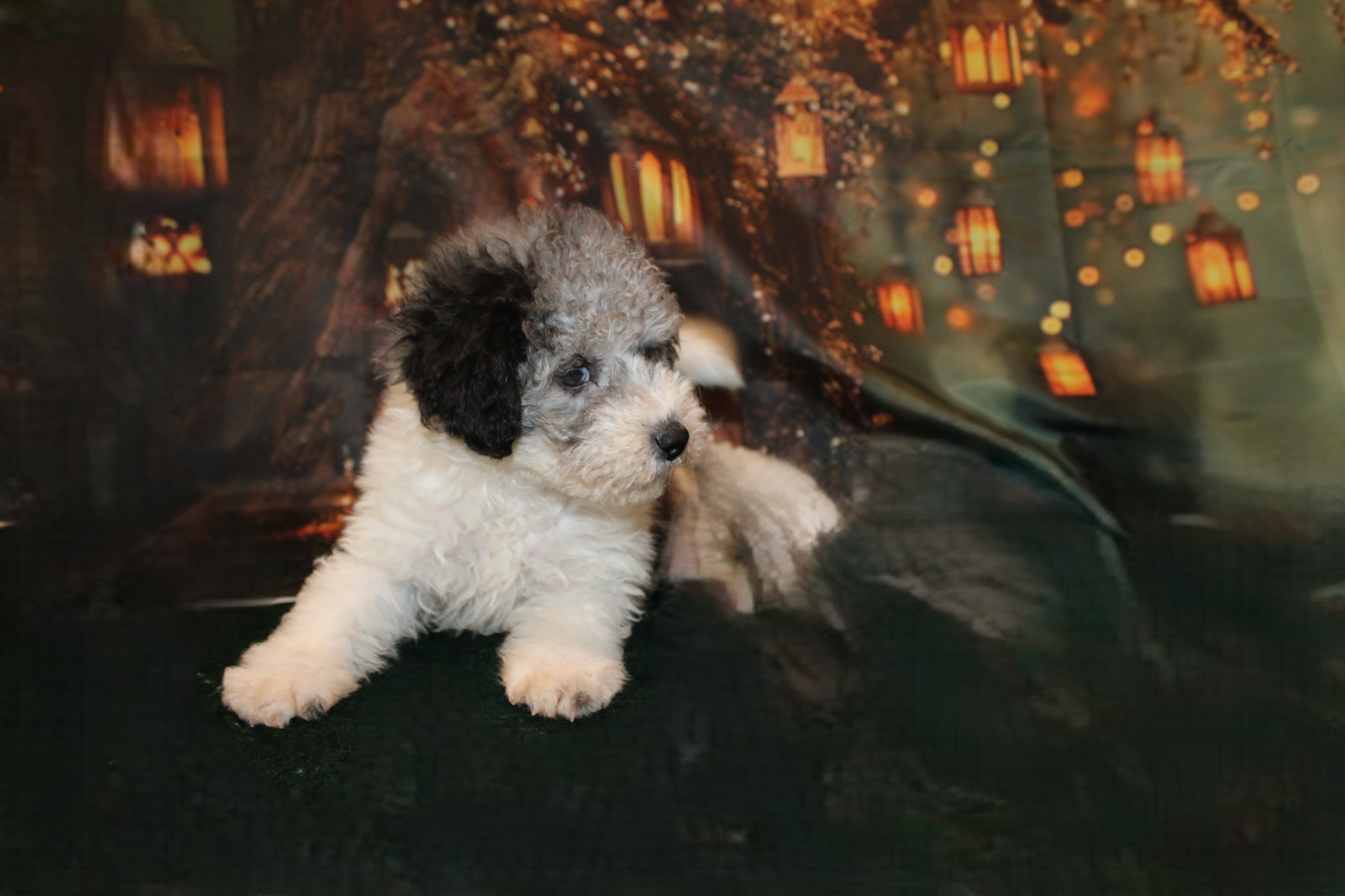 4 Hashtag 3Lb 8oz 9W1D Old (158) – TLC Puppy Love