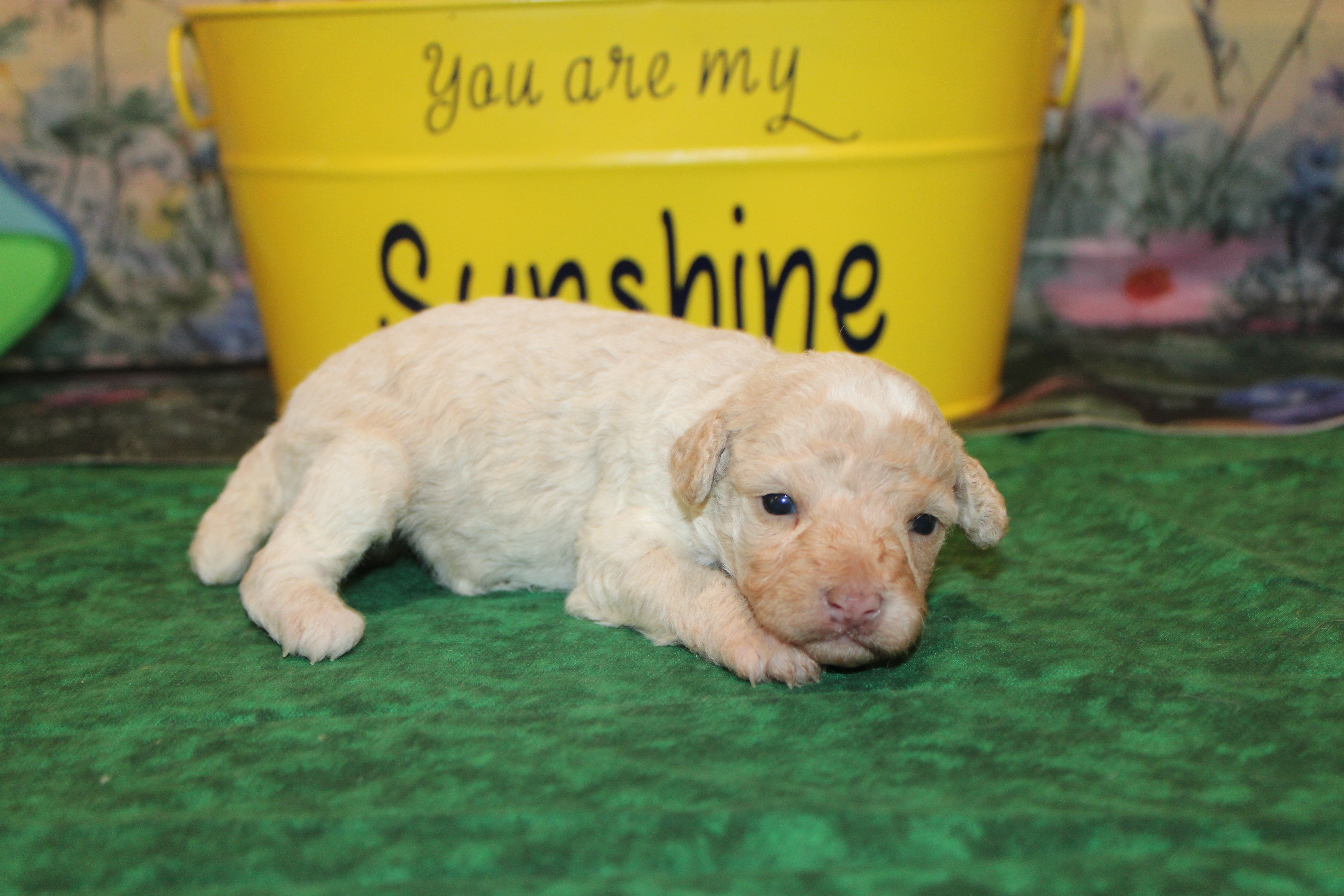 1 Kiwi 15oz 2W2D Old (31) – TLC Puppy Love