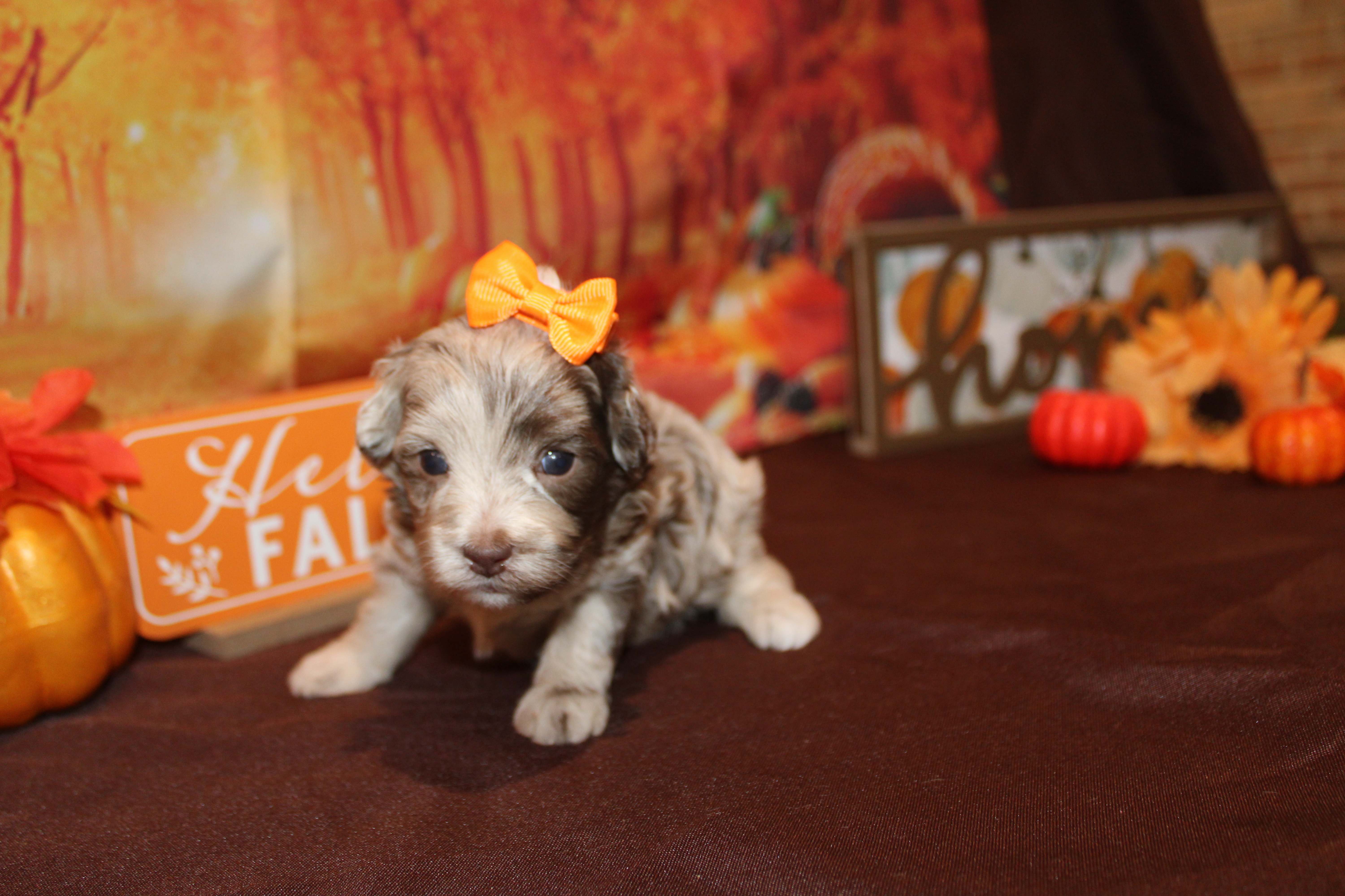 PuppySnoopy様 2 Lacey 1Lb 3oz 2W6D Old (22) – TLC Puppy Love