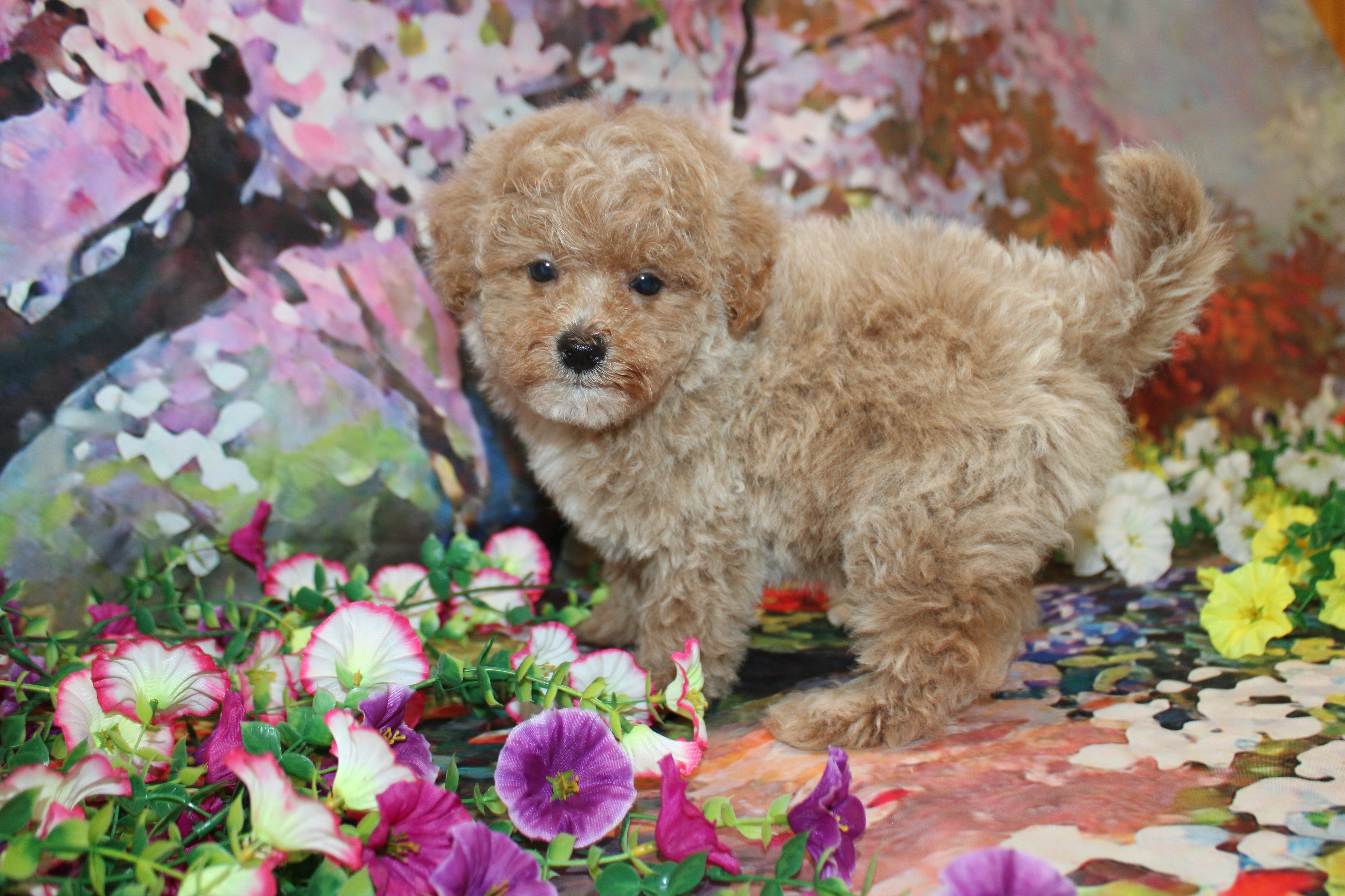 2 Sparky 2Lb 3oz 7W3D Old (12) – TLC Puppy Love